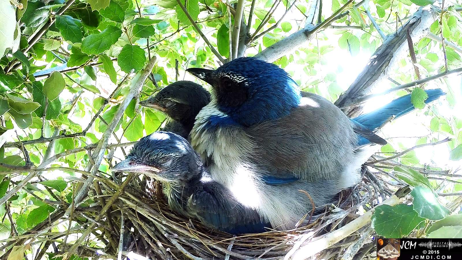 Scrub Jay Documentary female sits on chicks in crowded nest